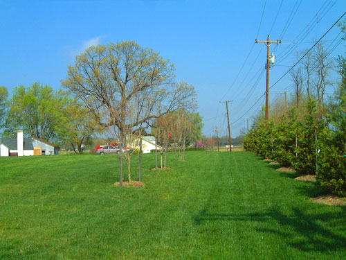 Cedillo Home and Garden